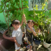🌿 HOẠT ĐỘNG QUAN SÁT GIÀN KHỔ QUA 🌿