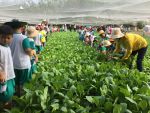 Cô và trẻ cùng thu hoạch rau