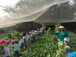 các bé cùng thu hoạch